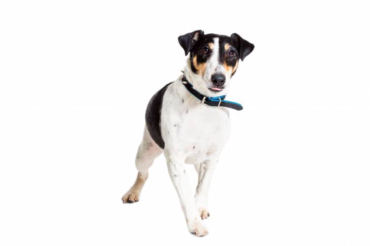 Photo Fox Terrier à Poil Lisse