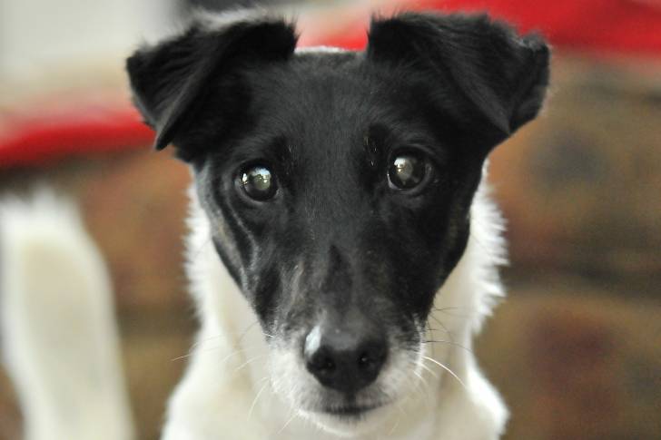 Photo Fox Terrier à Poil Lisse