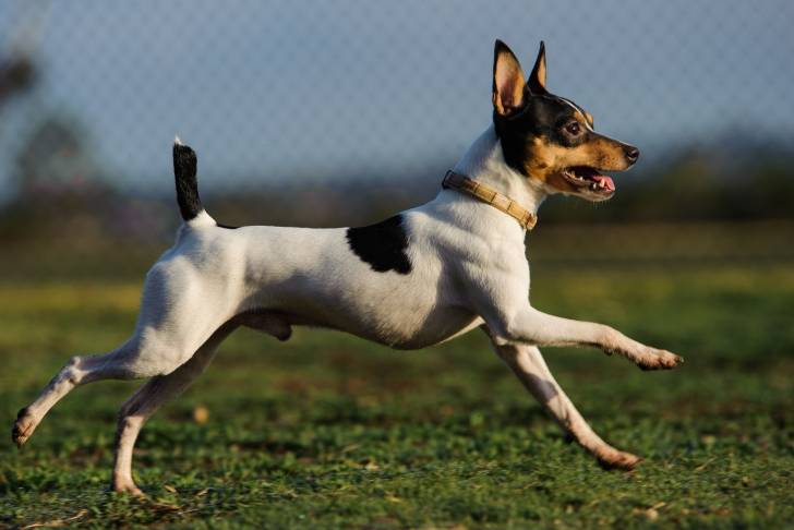 Toy Fox Terrier - Fox Terrier à Poil Lisse