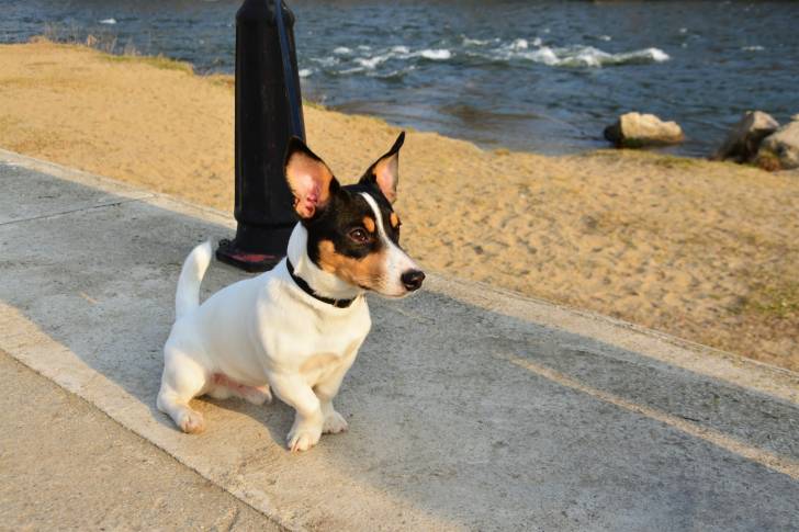 Toy Fox Terrier - Fox Terrier à Poil Lisse