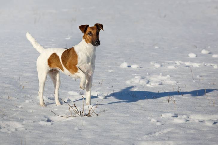 Photo Fox Terrier à Poil Lisse