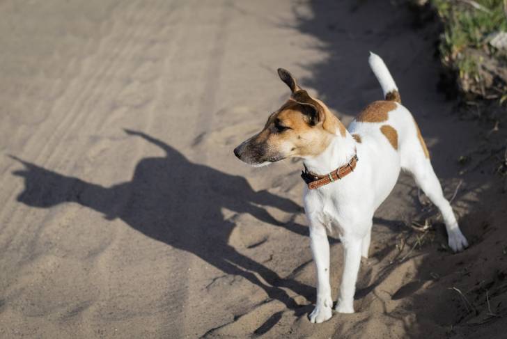 Photo Fox Terrier à Poil Lisse
