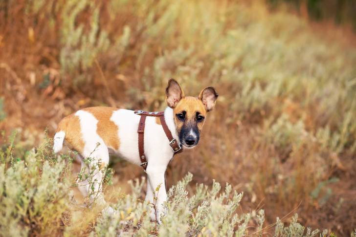 Photo Fox Terrier à Poil Lisse