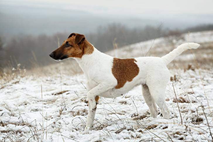 Photo Fox Terrier à Poil Lisse