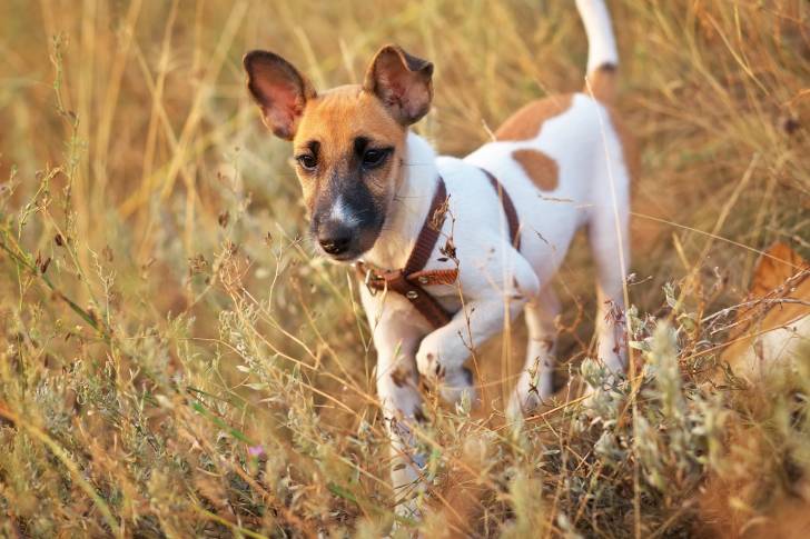 Photo Fox Terrier à Poil Lisse