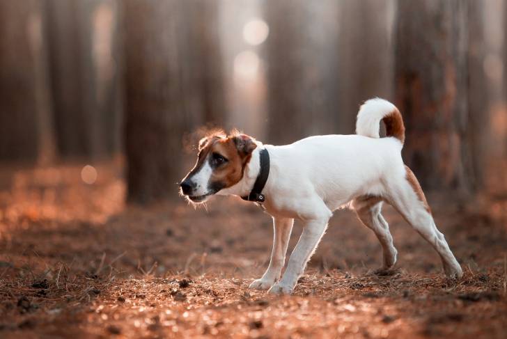 Photo Fox Terrier à Poil Lisse