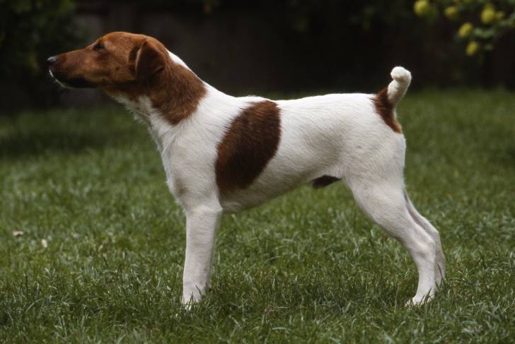 Photo Fox Terrier à Poil Lisse