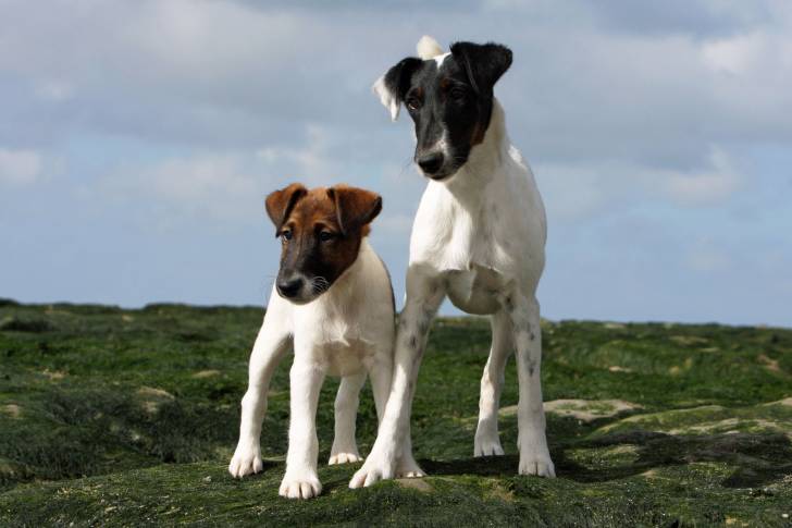 Photo Fox Terrier à Poil Lisse