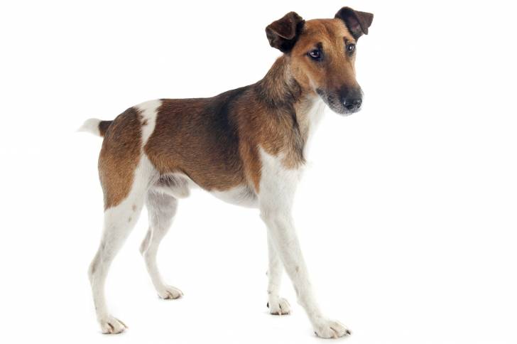 Photo Fox Terrier à Poil Lisse