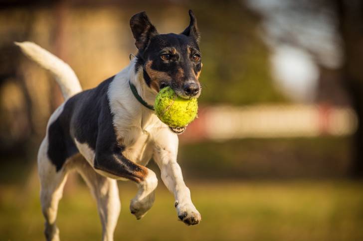 Photo Fox Terrier à Poil Lisse
