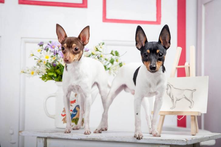 Photo Fox Terrier à Poil Lisse