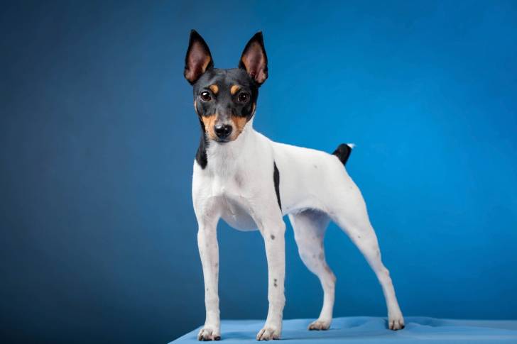 Photo Fox Terrier à Poil Lisse
