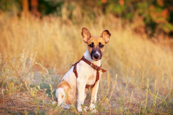 Photo Fox Terrier à Poil Lisse