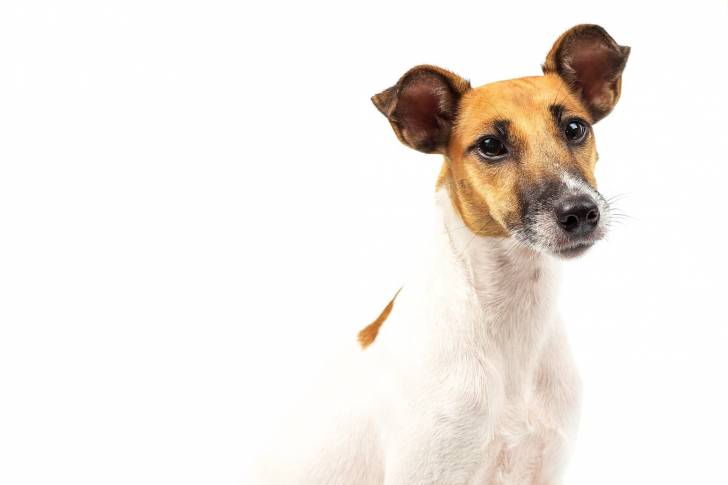 Photo Fox Terrier à Poil Lisse
