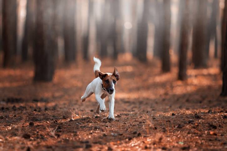 Photo Fox Terrier à Poil Lisse