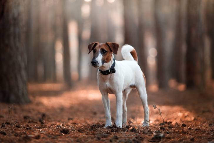 Photo Fox Terrier à Poil Lisse