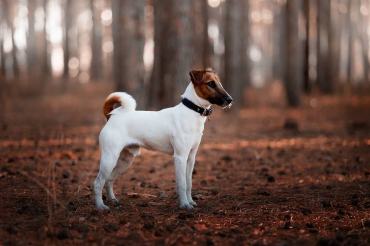 Photo Fox Terrier à Poil Lisse