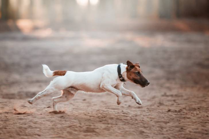Photo Fox Terrier à Poil Lisse