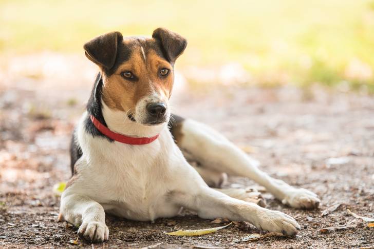 Photo Fox Terrier à Poil Lisse