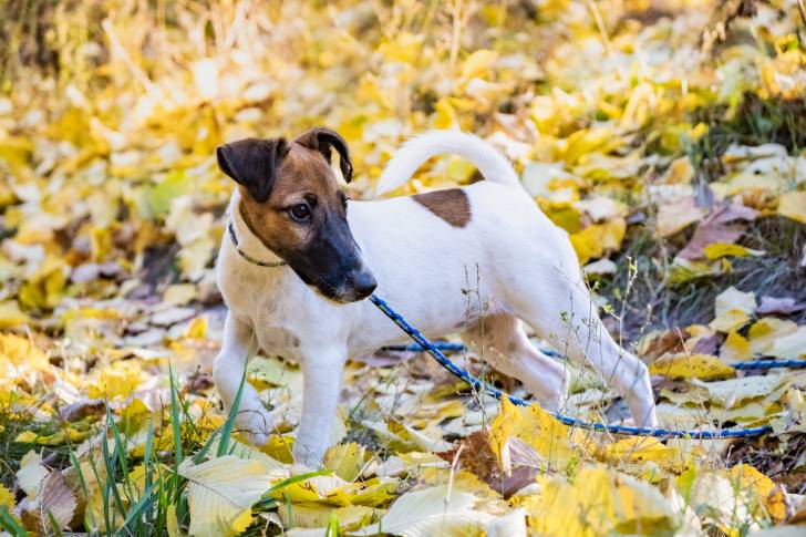 Photo Fox Terrier à Poil Lisse
