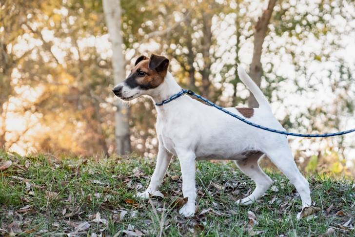 Photo Fox Terrier à Poil Lisse