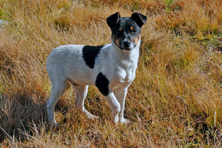 Photo Fox Terrier à Poil Lisse