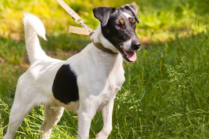 Photo Fox Terrier à Poil Lisse