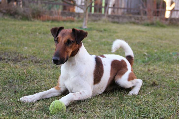 Photo Fox Terrier à Poil Lisse
