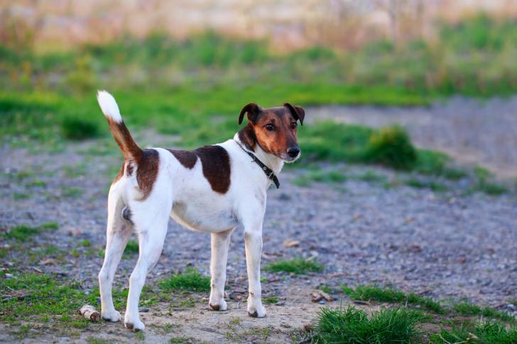 Photo Fox Terrier à Poil Lisse