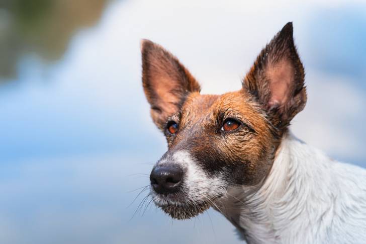 Photo Fox Terrier à Poil Lisse