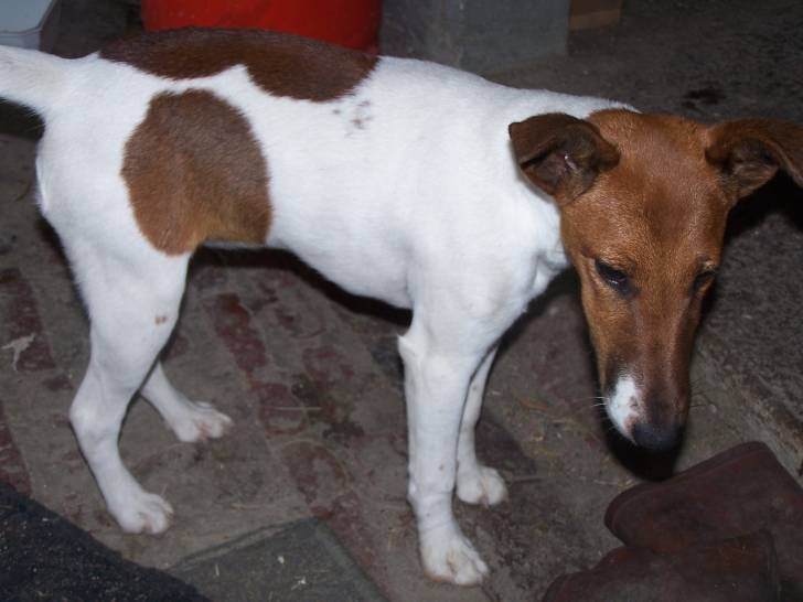 capucine - Fox Terrier à Poil Lisse (6 ans)