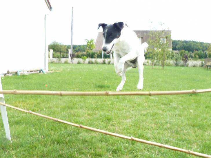 mon chien - Fox Terrier à Poil Lisse Mâle (5 ans)