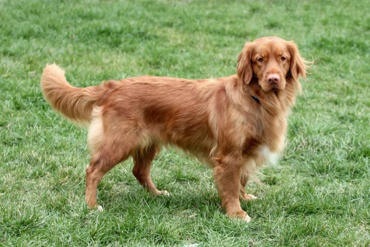 Photo Retriever de la Nouvelle-Écosse