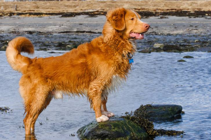 Photo Retriever de la Nouvelle-Écosse