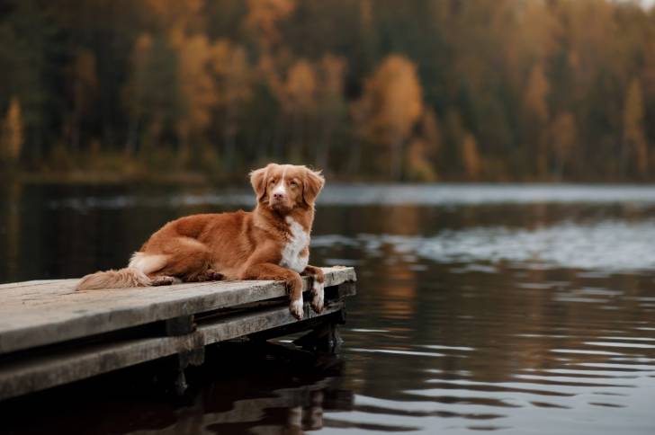 Photo Retriever de la Nouvelle-Écosse