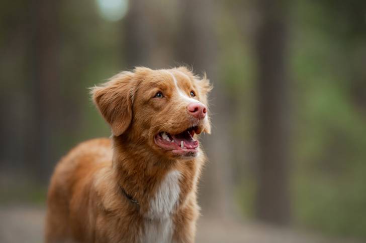 Photo Retriever de la Nouvelle-Écosse