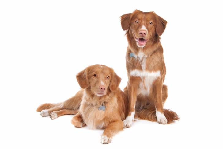 Photo Retriever de la Nouvelle-Écosse
