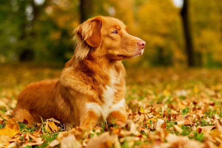 Photo Retriever de la Nouvelle-Écosse