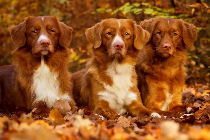 Photo Retriever de la Nouvelle-Écosse