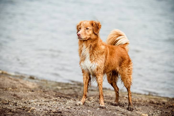Photo Retriever de la Nouvelle-Écosse