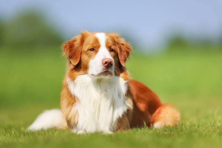 Photo Retriever de la Nouvelle-Écosse