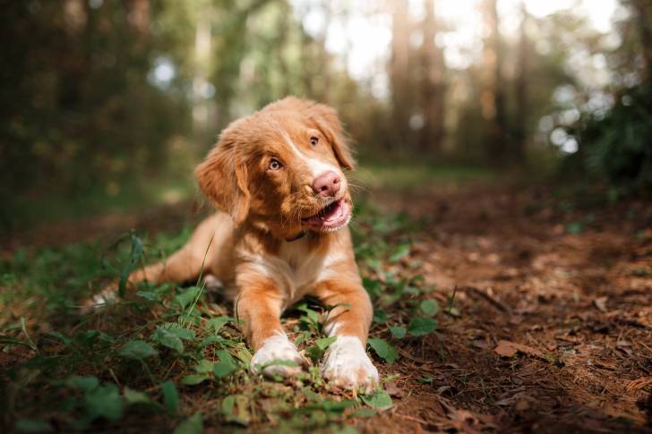 Photo Retriever de la Nouvelle-Écosse