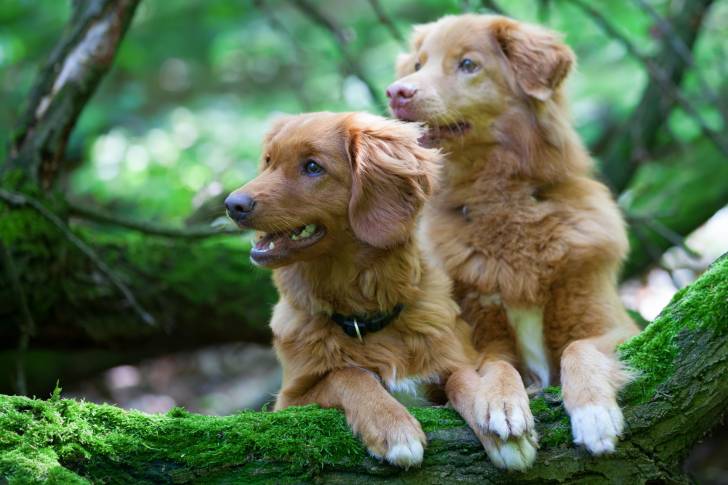 Photo Retriever de la Nouvelle-Écosse
