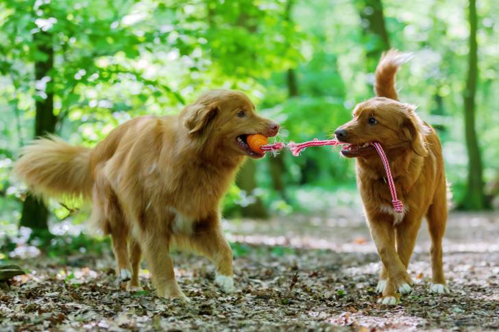 Photo Retriever de la Nouvelle-Écosse