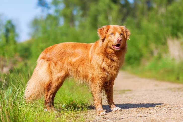 Photo Retriever de la Nouvelle-Écosse