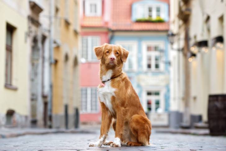Photo Retriever de la Nouvelle-Écosse