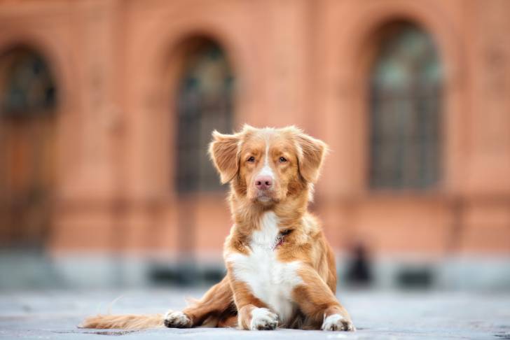 Photo Retriever de la Nouvelle-Écosse
