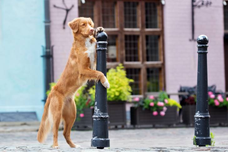 Photo Retriever de la Nouvelle-Écosse
