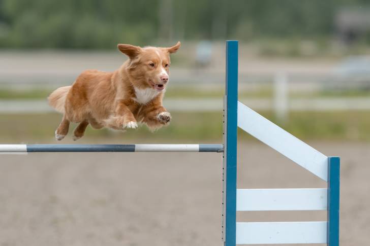 Photo Retriever de la Nouvelle-Écosse