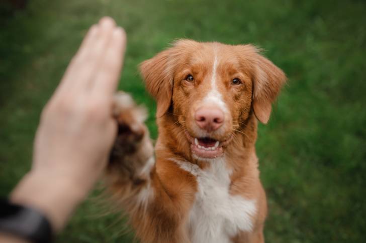Photo Retriever de la Nouvelle-Écosse
